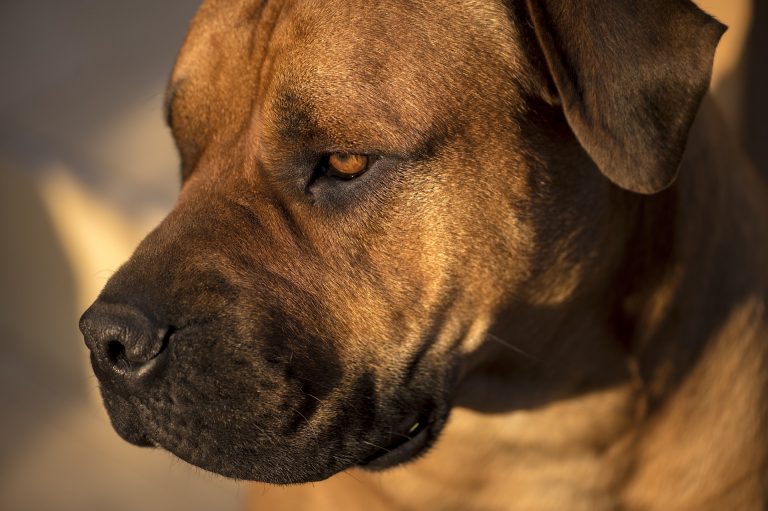 Woman injured, dog killed in mastiff attack at pet store