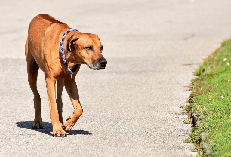 Unos padres demandan a los dueños de un perro tras atacar a su hijo en el parque Joliet
