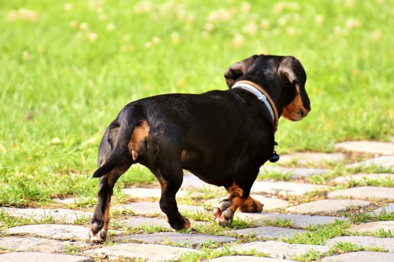 Owner of unleashed dog walks off after attack on woman’s dachshund