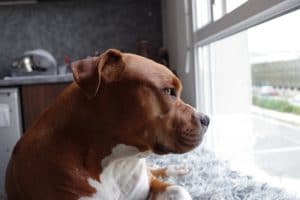 When Are Homeowners Liable for a Dog Bite?
