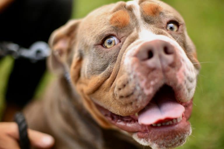 Illinois Man Calls for Harsher Penalty for Dog’s Death in Pit Bull Attack