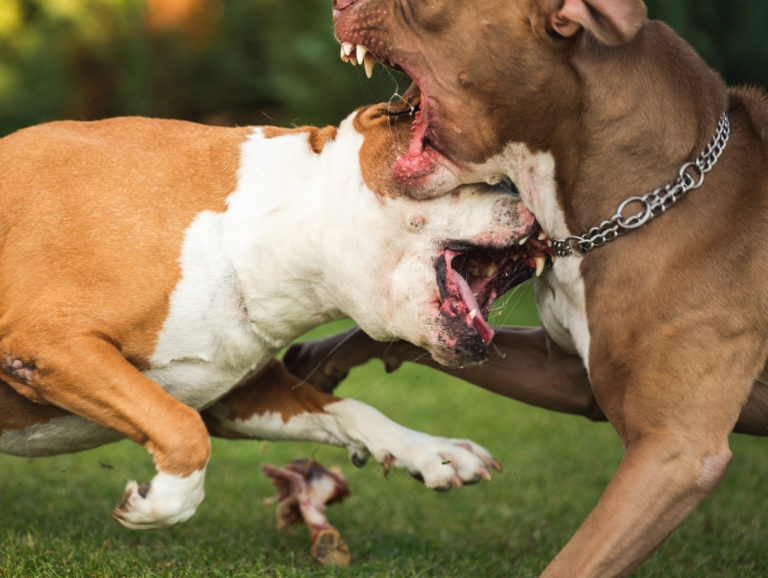 What Happens When Another Dog Attacks Your Dog?