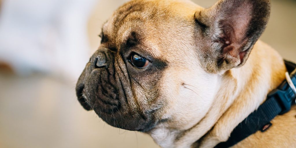 How the Most Popular 2023 Dog Breeds Can Be Dangerous