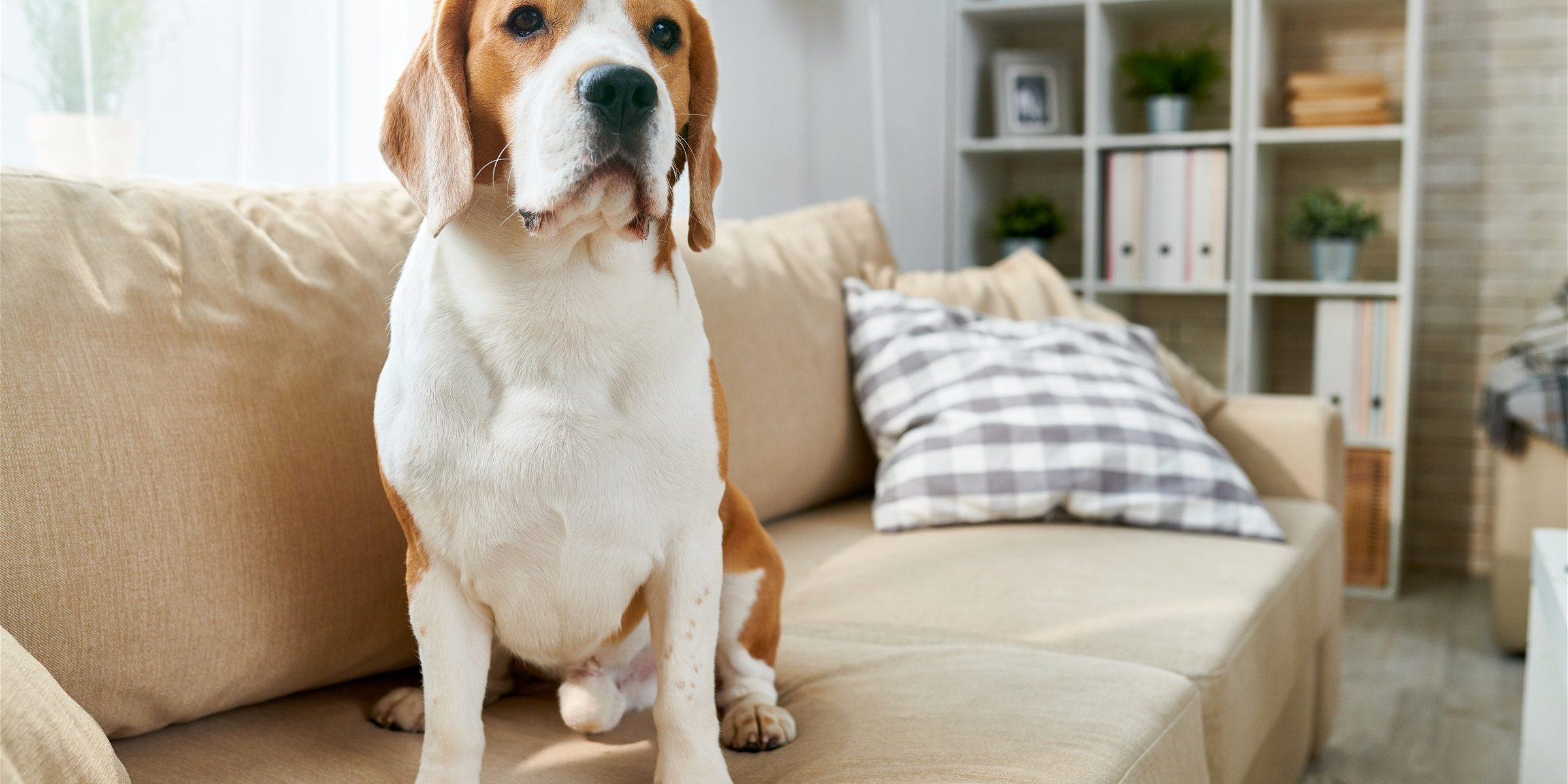 What to Know Before You Pet Sit For a Friend or Family Member